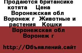 Продаются британсике  котята  › Цена ­ 3 000 - Воронежская обл., Воронеж г. Животные и растения » Кошки   . Воронежская обл.,Воронеж г.